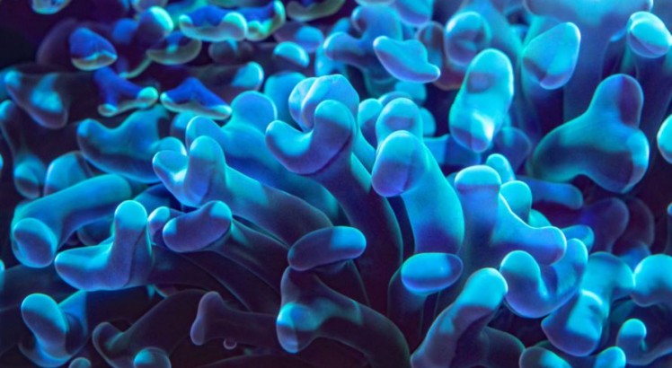 Qué es el microbioma y cómo afecta a nuestra salud